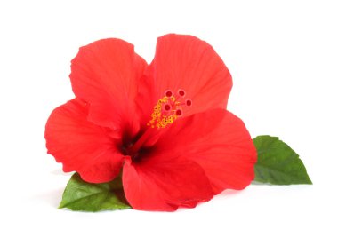 Beyaz üzerinde yeşil yaprakları olan güzel kırmızı amber çiçeği.