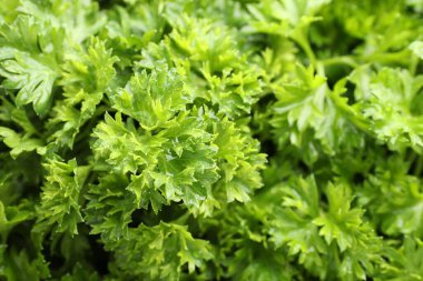 Arka plan olarak taze kıvırcık maydanoz, yakın plan görünümü