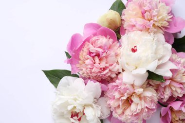 Beyaz arka planda güzel şakayıklar ve yeşil yapraklar. Metin için boşluk