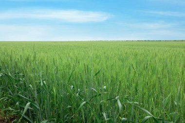 Olgunlaşan buğday dallarıyla tarımın manzarası. Metin için boşluk