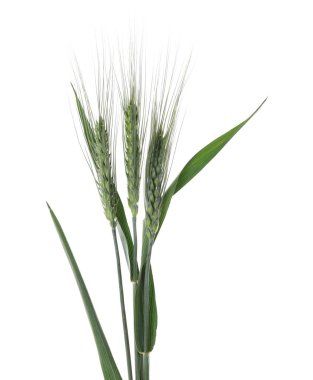 Güzel yeşil buğday başakları beyaza izole edilmiş.