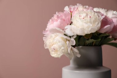 Pembe duvarın yanındaki vazoda güzel şakayıklar, yakın plan. Metin için boşluk