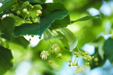 Yaprakları ve çiçekleri olan ıhlamur ağacı dalı, yakın plan.