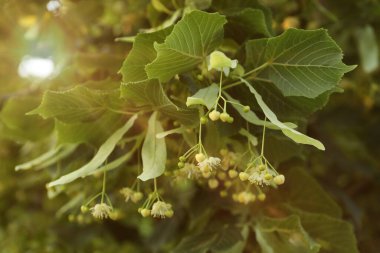 Yaprakları ve çiçekleri olan ıhlamur ağacı dalı, yakın plan.