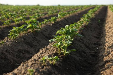 Açık havada verimli topraklarda yetişen yeşil patates filizleri, yakın plan.