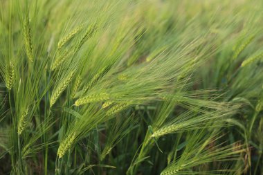 Açık havada buğday filizi büyüyor, yakın plan.