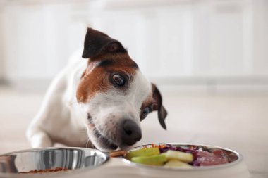Evde tabaktan yemek yiyen sevimli köpek, seçici bir odak noktası. Evcil hayvan maması.