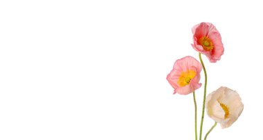 Güzel çiçek açan gelincik çiçekleri beyazlar üzerinde izole.