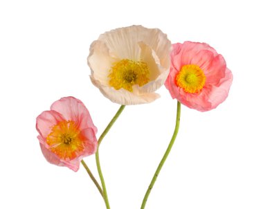 Güzel çiçek açan gelincik çiçekleri beyazlar üzerinde izole.