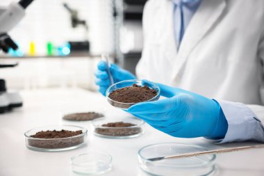 Petri kabını elinde tutan bilim adamı kapalı alanda beyaz masada toprak örneği, yakın plan