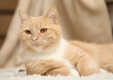 Evde yerde yatan sevimli kızıl kedi, yakın plan.