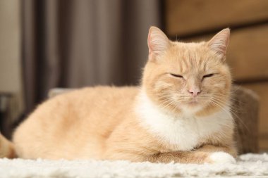 Evde yerde yatan sevimli kızıl kedi.