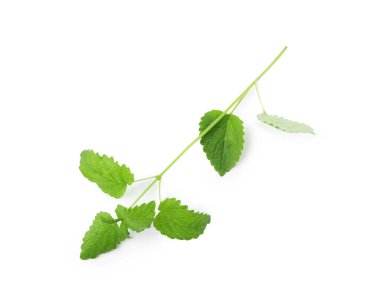 Taze yeşil limon merhemi yaprakları beyaz, üst görünümde izole