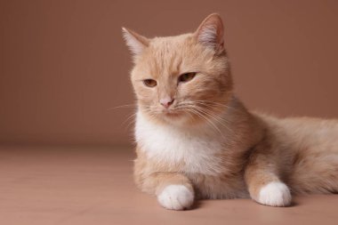Bej arka planda sevimli bir kızıl kedi, yakın plan. Metin için boşluk