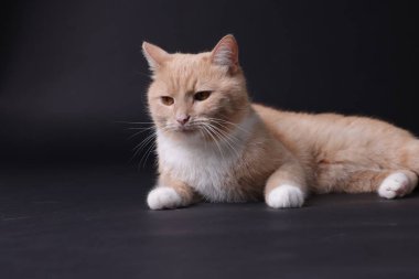 Siyah arka planda sevimli kızıl kedi. Sevimli hayvan.