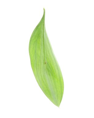 One fresh green Ruscus leaf isolated on white
