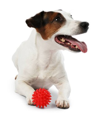 Beyaz arka planda oyuncakla oynayan sevimli bir köpek. Sevimli hayvan