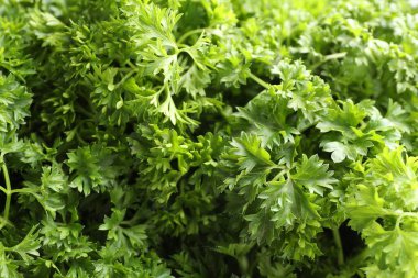 Arka plan olarak taze kıvırcık maydanoz, yakın plan görünümü