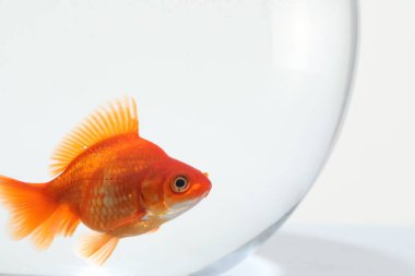 Akvaryumda yüzen altın balıklar, beyaz zemin üzerinde temiz su, yakın çekim