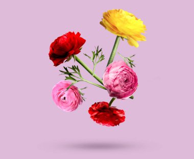 Güzel ranunculus çiçekleri menekşe arkaplanına düşer