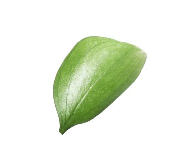 One fresh green Ruscus leaf isolated on white