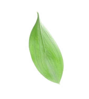 One fresh green Ruscus leaf isolated on white