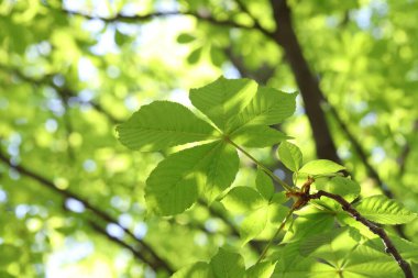 Arka planda yeşil yaprakları olan güzel ağaç taç, yakın plan.