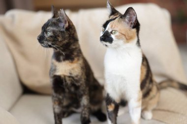 Evdeki kanepede tatlı yavru kediler.