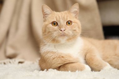 Evde yerde yatan sevimli kızıl kedi, yakın plan.