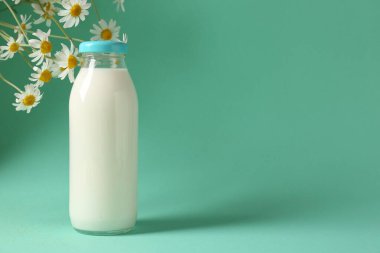 Cam şişede taze süt ve turkuaz arka planda papatya çiçeği, mesaj için yer. Süt ürünü
