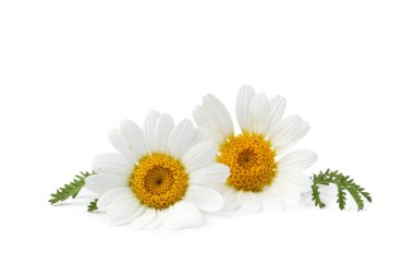 Güzel papatya tomurcukları ve yeşil yapraklar beyaz üzerine izole edilmiş.