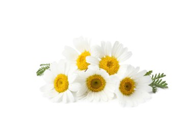 Güzel papatya tomurcukları ve yeşil yapraklar beyaz üzerine izole edilmiş.