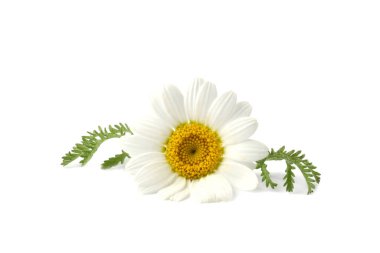 Güzel papatya çiçeği tomurcuğu ve yeşil yapraklar beyaz üzerine izole