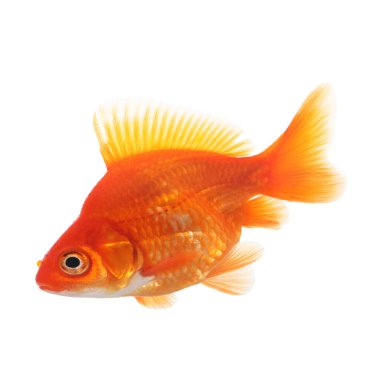Beyaz üzerine izole edilmiş küçük bir altın balık.