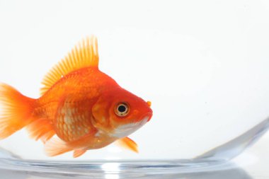 Akvaryumda yüzen altın balıklar, beyaz zemin üzerinde temiz su, yakın çekim