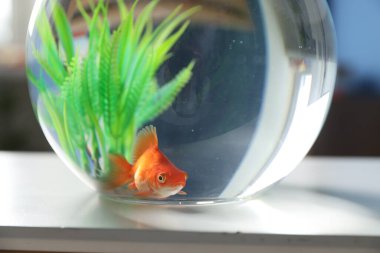 Yuvarlak akvaryumdaki güzel akvaryumdaki balıklar beyaz masada, yakın plan.