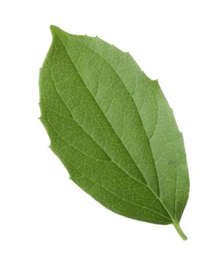 Bir yeşil yasemin yaprağı beyaza izole edilmiş.