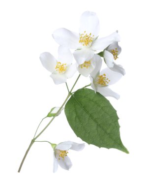 Güzel yasemin çiçekleri ve beyaz yapraklı dal.
