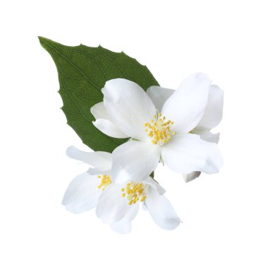 Beyaz yapraklı güzel yasemin tomurcukları.