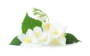 Beyaz yapraklı güzel yasemin tomurcukları