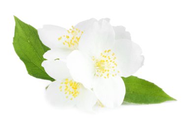 Beyaz yapraklı güzel yasemin tomurcukları