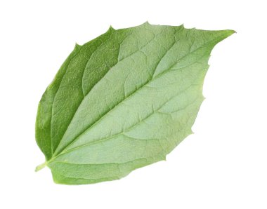 Bir yeşil yasemin yaprağı beyaza izole edilmiş.