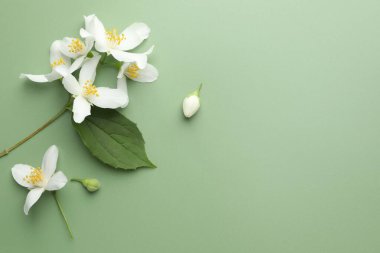 Güzel yasemin çiçekleri ve yeşil arka planda yaprak, düz. Metin için boşluk