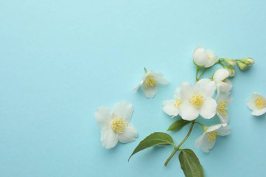 Açık mavi arka planda güzel yasemin çiçekleri, düz uzanmış. Metin için boşluk