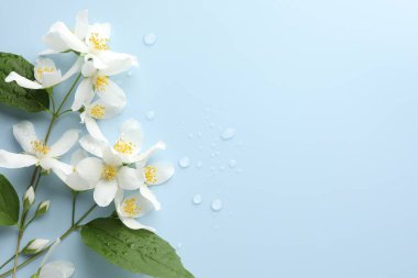 Güzel yasemin çiçekleri ve açık mavi arka planda yeşil yapraklar, düz bir zemin. Metin için boşluk