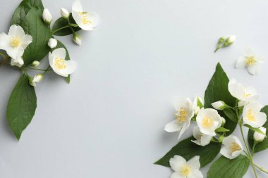 Işık arka planında yaprakları olan güzel yasemin çiçekleri, düz yatıyordu. Metin için boşluk