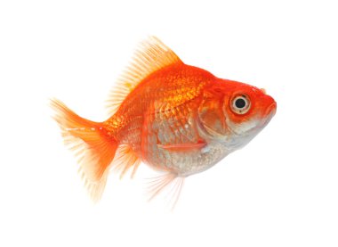 Küçük, güzel bir akvaryum balığı beyazda izole edilmiş.