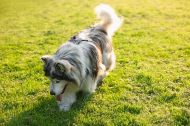 Sevimli Alaska 'lı malamute köpeği Sabahları yeşil çimlerde yürüyor