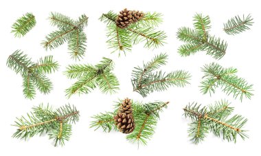 Beyaz arkaplanda yeşil köknar ağacı dalları, kolaj