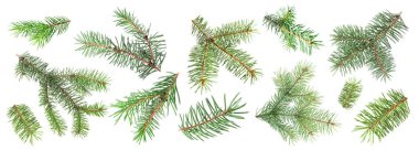 Beyaz arkaplanda yeşil köknar ağacı dalları, kolaj